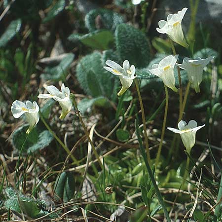 Pinguicula alpina \ Alpen-Fettkraut, I Paganella 12.7.1991