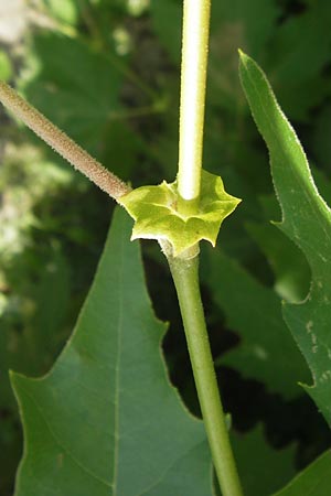 Platanus orientalis \ Orientalische Platane / Oriental Plane-Tree, I Zoppola 31.7.2011