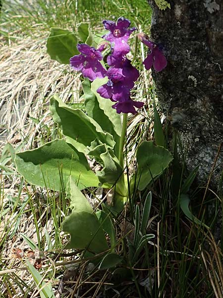 Primula latifolia \ Breitblttrige Primel / Viscid Primrose, I Passo San Marco 10.6.2017