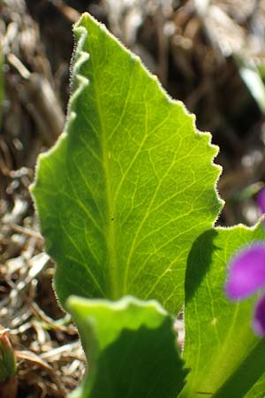 Primula latifolia \ Breitblttrige Primel / Viscid Primrose, I Passo San Marco 10.6.2017