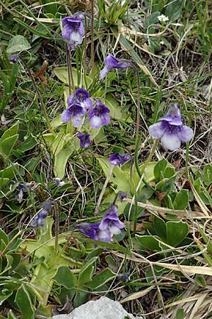 Pinguicula leptoceras \ Dnnsporniges Fettkraut, I Alpi Bergamasche, Monte Alben 11.6.2017