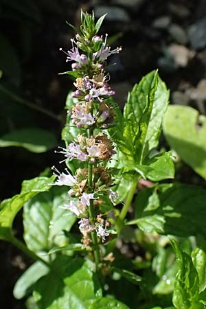 Mentha x piperita \ Pfeffer-Minze / Pepper Mint, I Liguria, Borzonasca 29.9.2023