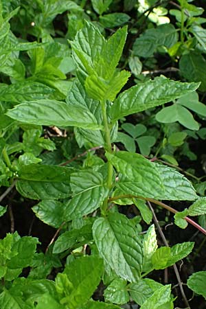 Mentha x piperita \ Pfeffer-Minze / Pepper Mint, I Liguria, Borzonasca 29.9.2023