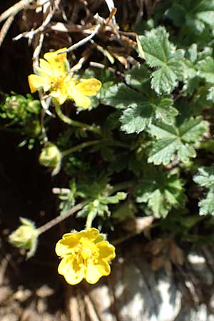 Potentilla crantzii \ Zottiges Fingerkraut, I Alpi Bergamasche, Pizzo Arera 7.6.2017