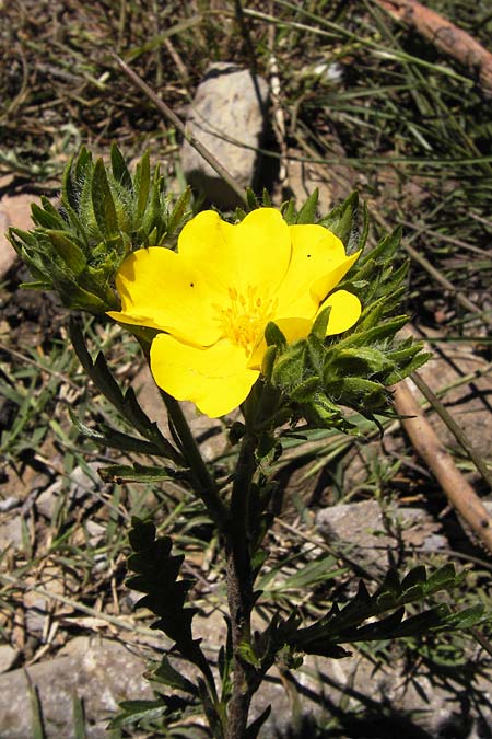 Potentilla inclinata \ Graues Fingerkraut, I Liguria, Dolcedo 23.5.2013