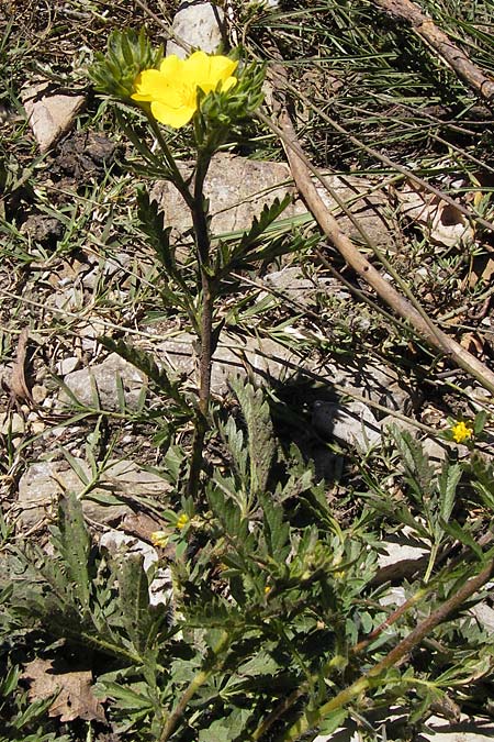 Potentilla inclinata \ Graues Fingerkraut / Grey Cinquefoil, I Liguria, Dolcedo 23.5.2013