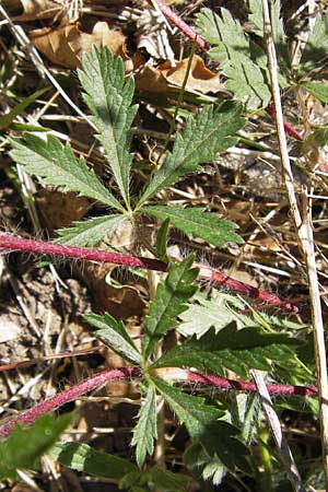 Potentilla inclinata \ Graues Fingerkraut, I Liguria, Dolcedo 23.5.2013