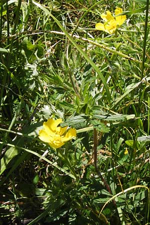 Potentilla inclinata \ Graues Fingerkraut, I Liguria, Dolcedo 23.5.2013