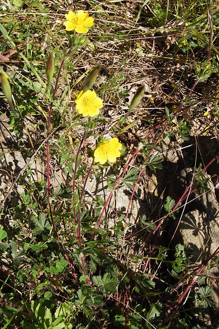 Potentilla inclinata \ Graues Fingerkraut, I Liguria, Dolcedo 23.5.2013