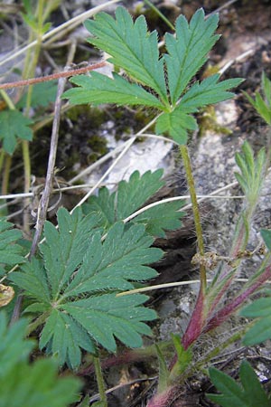 Potentilla inclinata \ Graues Fingerkraut / Grey Cinquefoil, I Liguria, Dolcedo 23.5.2013