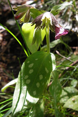 Pulmonaria officinalis \ Echtes Lungenkraut / Lungwort, I Liguria, Molini di Triora 26.5.2013