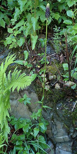 Phyteuma ovatum \ Hallers Teufelskralle / Dark Rampion, I Alpi Bergamasche, Zambla Alta 7.6.2017