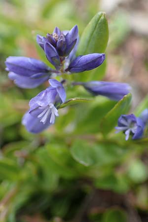 Polygala alpestris \ Voralpen-Kreuzblume, Berg-Kreuzblmchen / Alpine Milkwort, I Alpi Bergamasche, Pizzo Arera 9.6.2017