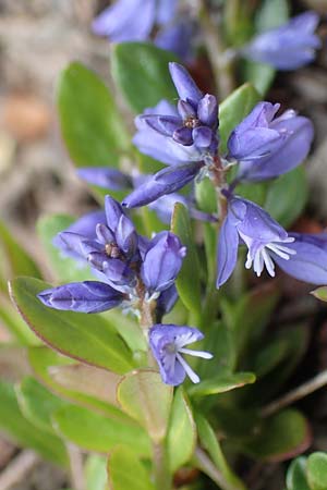 Polygala alpestris / Alpine Milkwort, I Alpi Bergamasche, Pizzo Arera 9.6.2017