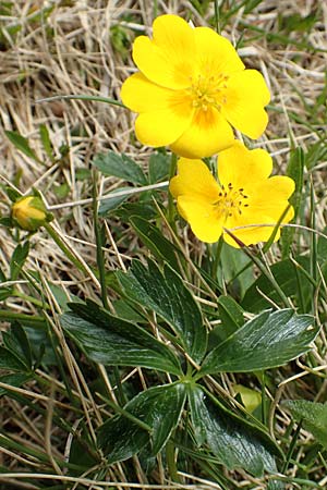 Potentilla aurea \ Gold-Fingerkraut / Golden Cinquefoil, I Passo San Marco 10.6.2017