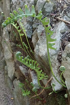 Polypodium cambricum \ Sdlicher Tpfelfarn / Southern Polypody, I Liguria, Cinque Terre 28.9.2023