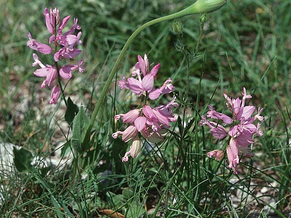 Polygala major \ Groe Kreuzblume / Large Milkwort, I Latium/Lazio, Maranola 3.6.2002