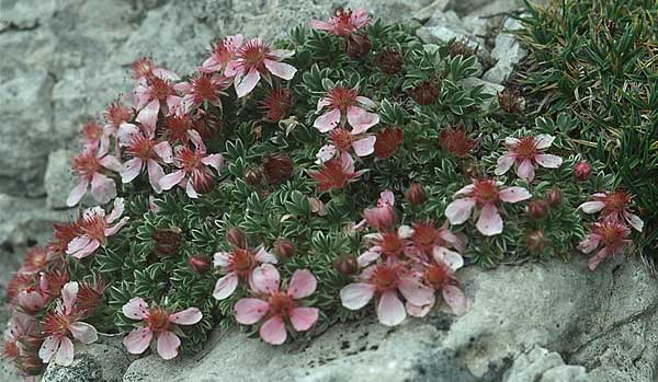 Potentilla nitida \ Dolomiten-Fingerkraut, I Sella-Joch 6.8.2004