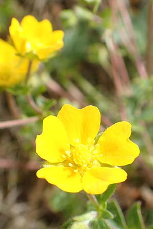 Potentilla pusilla \ Sternhaariges Frhlings-Fingerkraut, Flaum-Fingerkraut / Small Cinquefoil, I Alpi Bergamasche, Pizzo Arera 9.6.2017