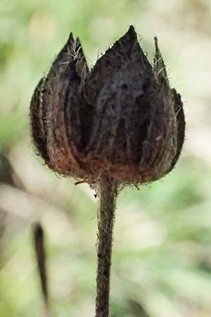 Potentilla pedata \ Langhaar-Fingerkraut, Fublttriges Fingerkraut / Long-Haired Cinquefoil, I Liguria, Borzonasca 29.9.2023