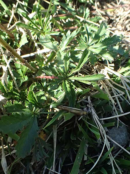 Potentilla pedata \ Langhaar-Fingerkraut, Fublttriges Fingerkraut, I Liguria, Borzonasca 29.9.2023