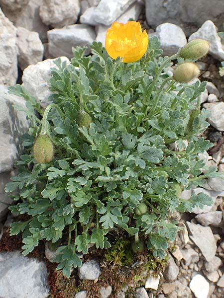 Papaver rhaeticum \ Gelber Alpen-Mohn, Rtischer Alpen-Mohn, I Alpi Bergamasche, Pizzo Arera 9.6.2017