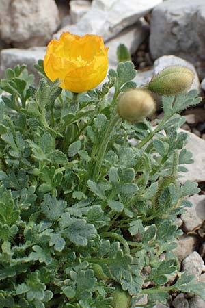 Papaver rhaeticum \ Gelber Alpen-Mohn, Rätischer Alpen-Mohn / Yellow Alpine Poppy, I Alpi Bergamasche, Pizzo Arera 9.6.2017
