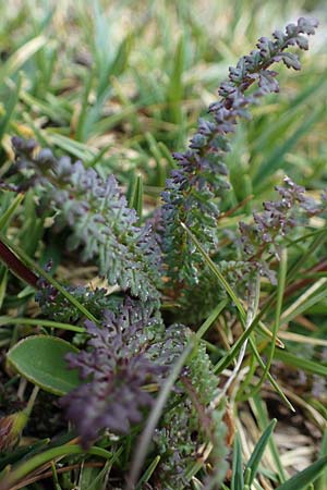 Pedicularis rostratocapitata \ Kopfiges Lusekraut, Geschnbeltes Lusekraut / Beaked Lousewort, I Südtirol,  Plätzwiese 5.7.2022