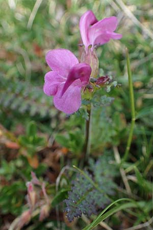 Pedicularis rostratocapitata \ Kopfiges Lusekraut, Geschnbeltes Lusekraut / Beaked Lousewort, I Südtirol,  Plätzwiese 5.7.2022