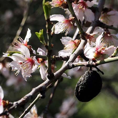 Prunus dulcis \ Mandel, I Diano San Pietro 25.2.2019 (Photo: Uwe & Katja Grabner)