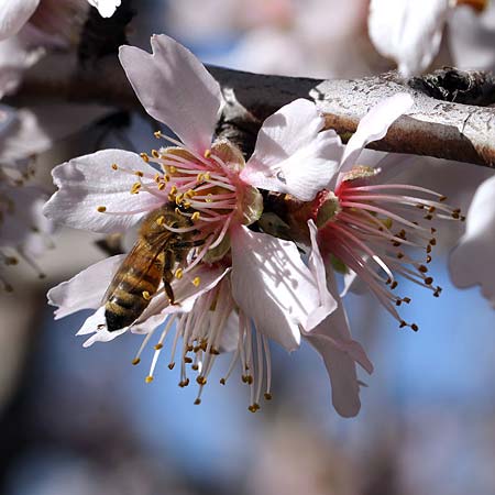 Prunus dulcis / Almond, I Diano San Pietro 25.2.2019 (Photo: Uwe & Katja Grabner)