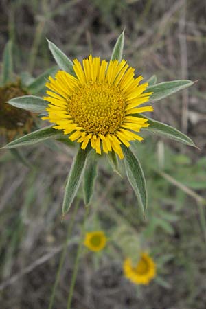 Pallenis spinosa \ Stechendes Sternauge, I Passignano 1.6.2007