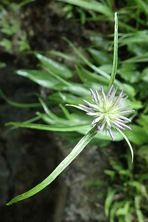 Phyteuma scheuchzeri subsp. scheuchzeri \ Horn-Teufelskralle / Oxford Rampion, I Alpi Bergamasche, Seriana-Valpiana 6.6.2017