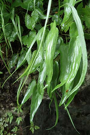 Phyteuma scheuchzeri subsp. scheuchzeri \ Horn-Teufelskralle, I Alpi Bergamasche, Seriana-Valpiana 6.6.2017