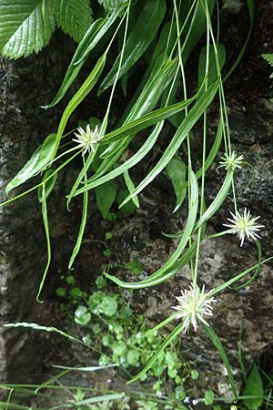 Phyteuma scheuchzeri subsp. scheuchzeri \ Horn-Teufelskralle / Oxford Rampion, I Alpi Bergamasche, Seriana-Valpiana 6.6.2017