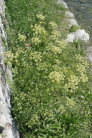 Petroselinum crispum \ Petersilie / Parsley, I Iseosee, Sulzano 8.6.2017