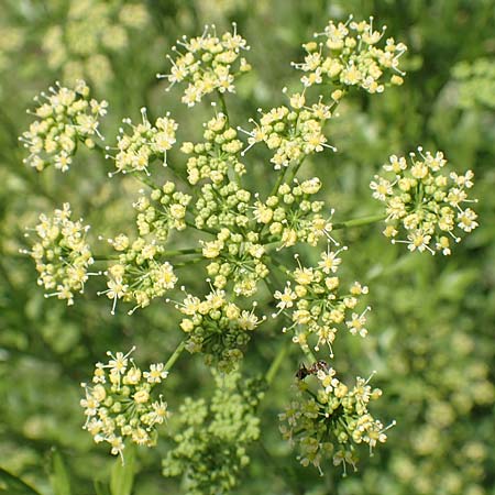 Petroselinum crispum \ Petersilie / Parsley, I Iseosee, Sulzano 8.6.2017