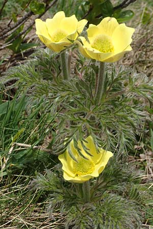 Pulsatilla alpina subsp. apiifolia \ Gelbe Kuhschelle, Schwefel-Anemone / Yellow Alpine Pasque-Flower, I Passo San Marco 10.6.2017