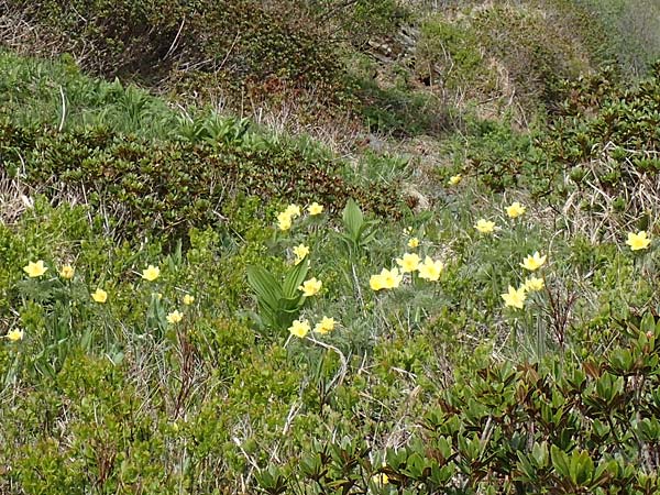 Pulsatilla alpina subsp. apiifolia \ Gelbe Kuhschelle, Schwefel-Anemone / Yellow Alpine Pasque-Flower, I Passo San Marco 10.6.2017