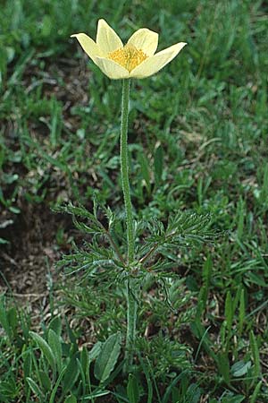 Pulsatilla alpina subsp. apiifolia \ Gelbe Kuhschelle, Schwefel-Anemone / Yellow Alpine Pasque-Flower, I Seiser Alm / Alpe di Siusi 13.7.1991