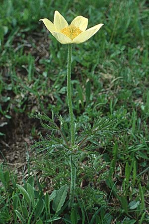 Pulsatilla alpina subsp. apiifolia \ Gelbe Kuhschelle, Schwefel-Anemone / Yellow Alpine Pasque-Flower, I Seiser Alm / Alpe di Siusi 13.7.1991