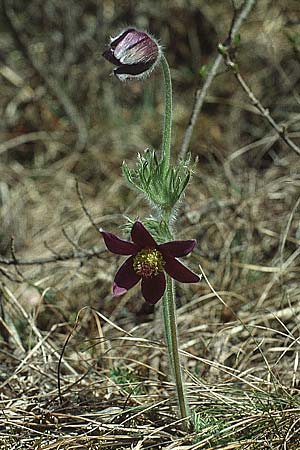Pulsatilla montana subsp. montana \ Berg-Kuhschelle / Mountain Pasque-Flower, I Terlago 9.4.1993