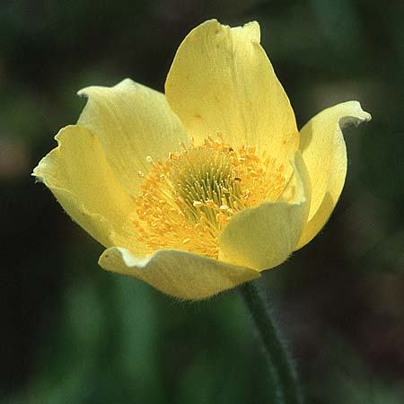 Pulsatilla alpina subsp. apiifolia \ Gelbe Kuhschelle, Schwefel-Anemone, I Langtauferer Tal 30.6.1993