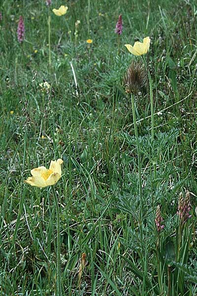 Pulsatilla alpina subsp. apiifolia \ Gelbe Kuhschelle, Schwefel-Anemone / Yellow Alpine Pasque-Flower, I Langtauferer Tal / Valley 30.6.1993
