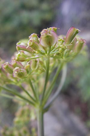 Peucedanum verticillare \ Riesen-Haarstrang, Quirliger Haarstrang / Giant Hog's Fennel, I Sant' Anna d'Alfaedo 31.7.2011