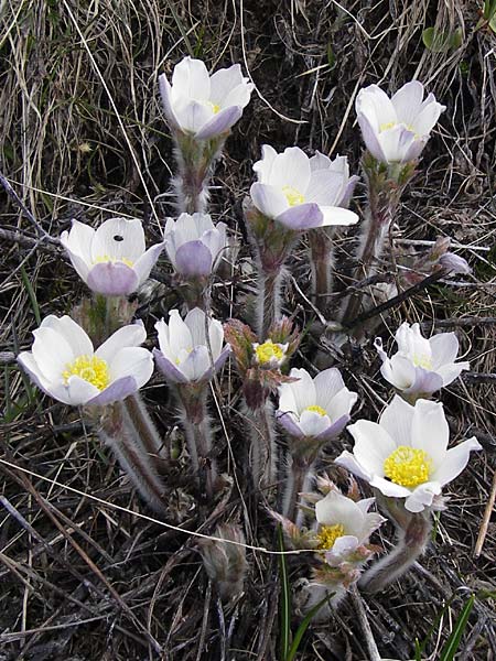 Pulsatilla vernalis \ Frhlings-Kuhschelle, Pelz-Anemone, I Liguria, Imperia, Monte Saccarello 29.5.2013