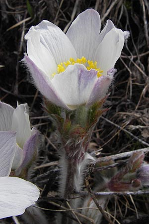 Pulsatilla vernalis \ Frühlings-Kuhschelle, Pelz-Anemone / Spring Pasque-Flower, I Liguria, Imperia, Monte Saccarello 29.5.2013
