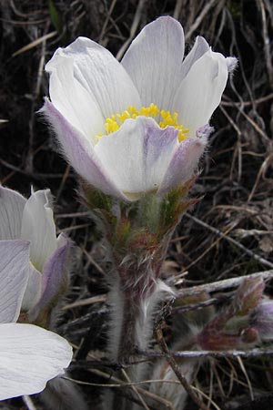 Pulsatilla vernalis \ Frhlings-Kuhschelle, Pelz-Anemone, I Liguria, Imperia, Monte Saccarello 29.5.2013