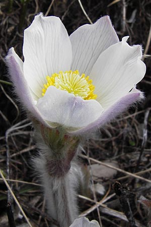 Pulsatilla vernalis \ Frhlings-Kuhschelle, Pelz-Anemone, I Liguria, Imperia, Monte Saccarello 29.5.2013