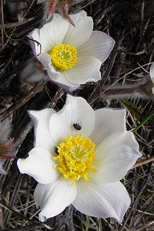 Pulsatilla vernalis \ Frhlings-Kuhschelle, Pelz-Anemone / Spring Pasque-Flower, I Liguria, Imperia, Monte Saccarello 29.5.2013